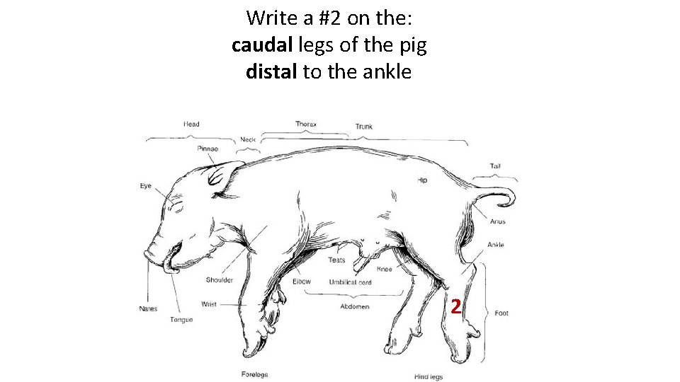 Write a #2 on the: caudal legs of the pig distal to the ankle