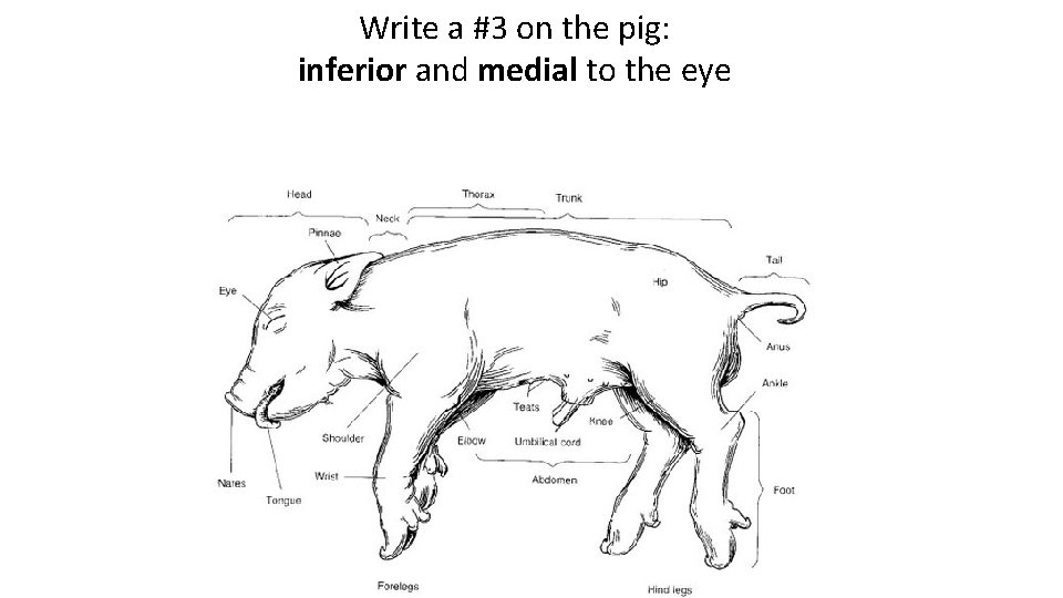 Write a #3 on the pig: inferior and medial to the eye 