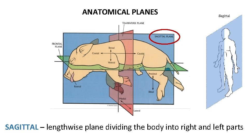 ANATOMICAL PLANES SAGITTAL – lengthwise plane dividing the body into right and left parts