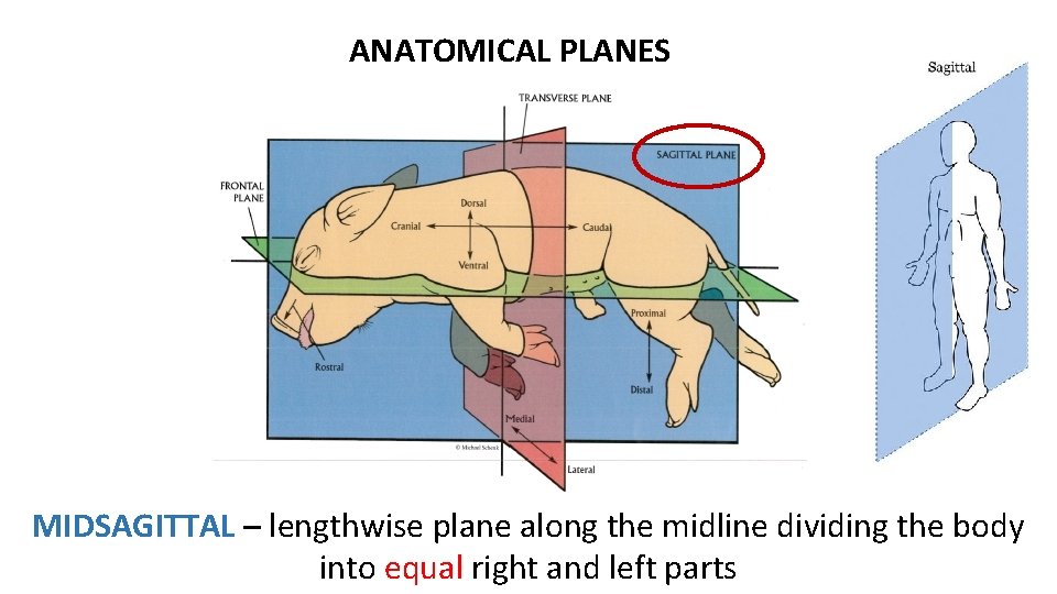 ANATOMICAL PLANES MIDSAGITTAL – lengthwise plane along the midline dividing the body into equal