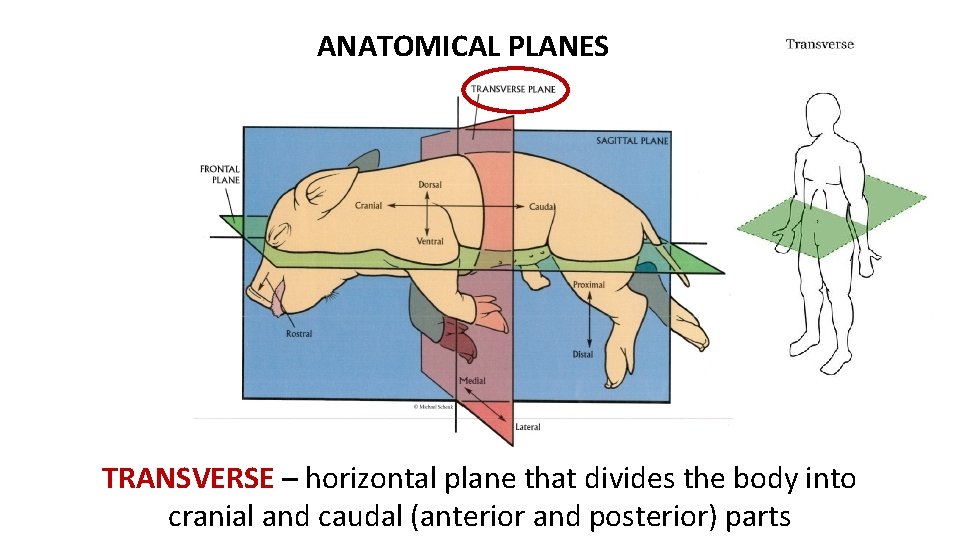 ANATOMICAL PLANES TRANSVERSE – horizontal plane that divides the body into cranial and caudal