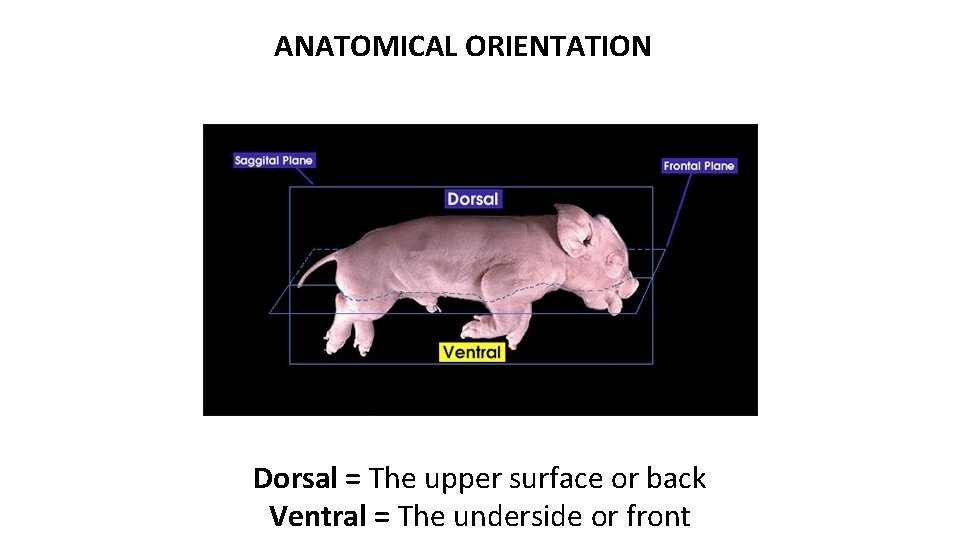 ANATOMICAL ORIENTATION Dorsal = The upper surface or back Ventral = The underside or