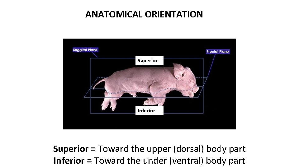 ANATOMICAL ORIENTATION Superior Inferior Superior = Toward the upper (dorsal) body part Inferior =