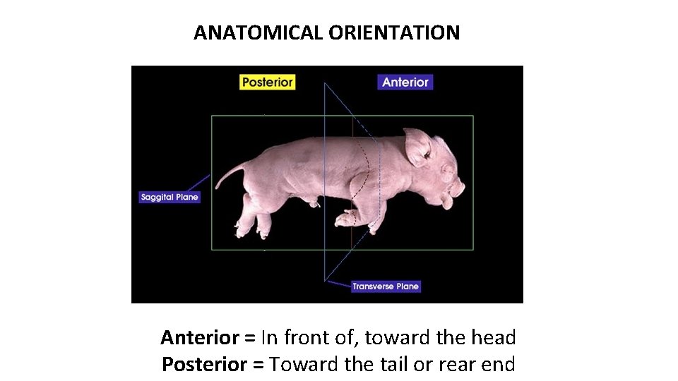 ANATOMICAL ORIENTATION Anterior = In front of, toward the head Posterior = Toward the