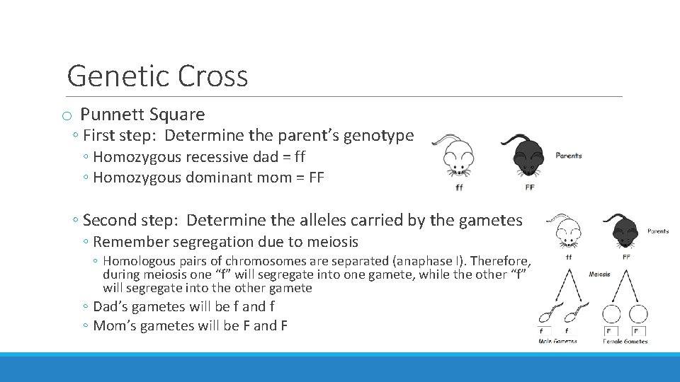 Genetic Cross o Punnett Square ◦ First step: Determine the parent’s genotype ◦ Homozygous