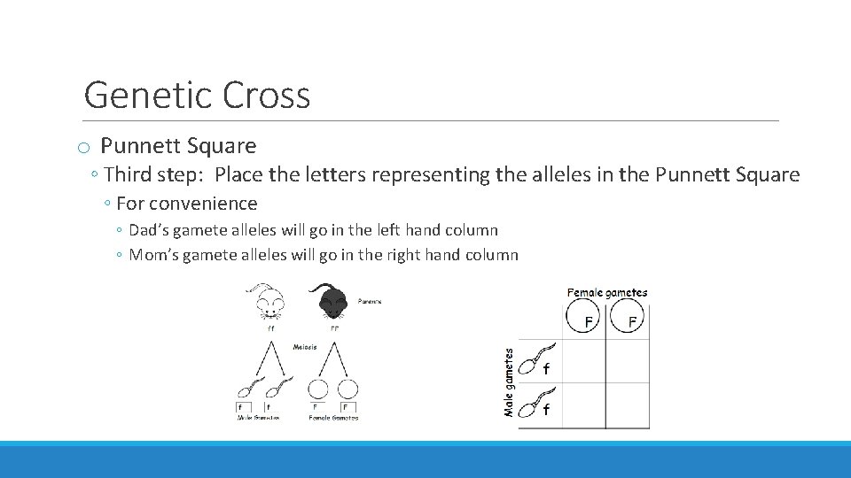 Genetic Cross o Punnett Square ◦ Third step: Place the letters representing the alleles