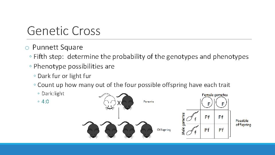 Genetic Cross o Punnett Square ◦ Fifth step: determine the probability of the genotypes