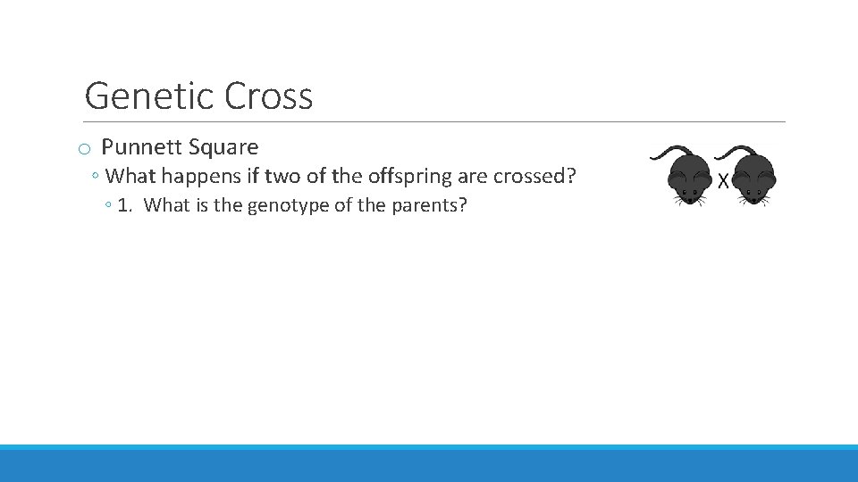 Genetic Cross o Punnett Square ◦ What happens if two of the offspring are