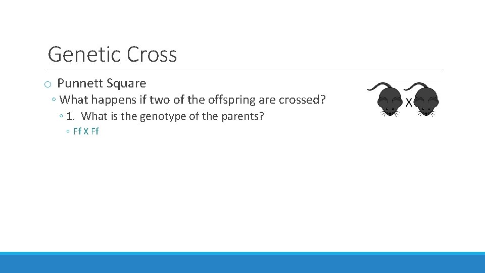 Genetic Cross o Punnett Square ◦ What happens if two of the offspring are