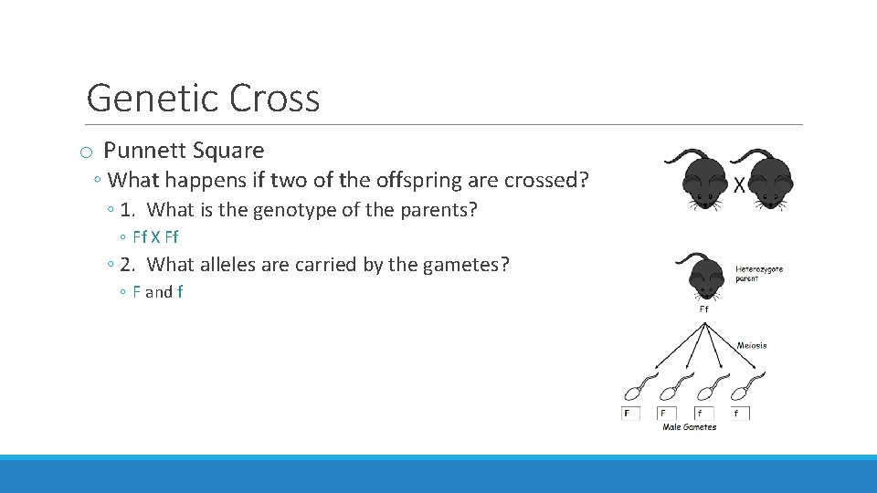 Genetic Cross o Punnett Square ◦ What happens if two of the offspring are