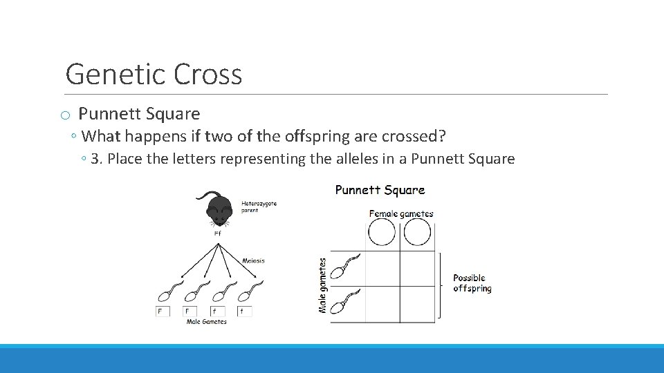 Genetic Cross o Punnett Square ◦ What happens if two of the offspring are