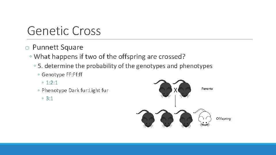 Genetic Cross o Punnett Square ◦ What happens if two of the offspring are