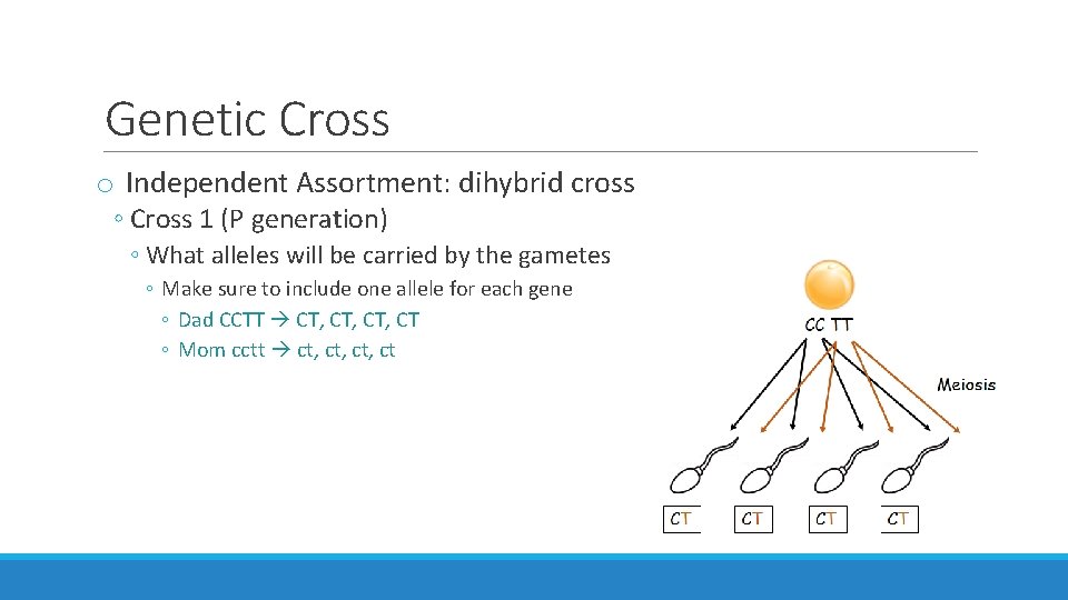 Genetic Cross o Independent Assortment: dihybrid cross ◦ Cross 1 (P generation) ◦ What