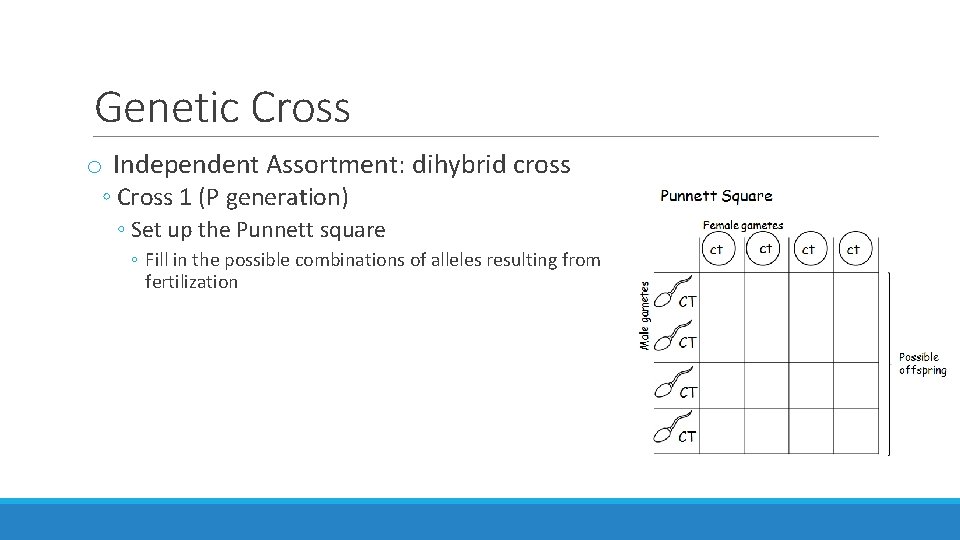 Genetic Cross o Independent Assortment: dihybrid cross ◦ Cross 1 (P generation) ◦ Set