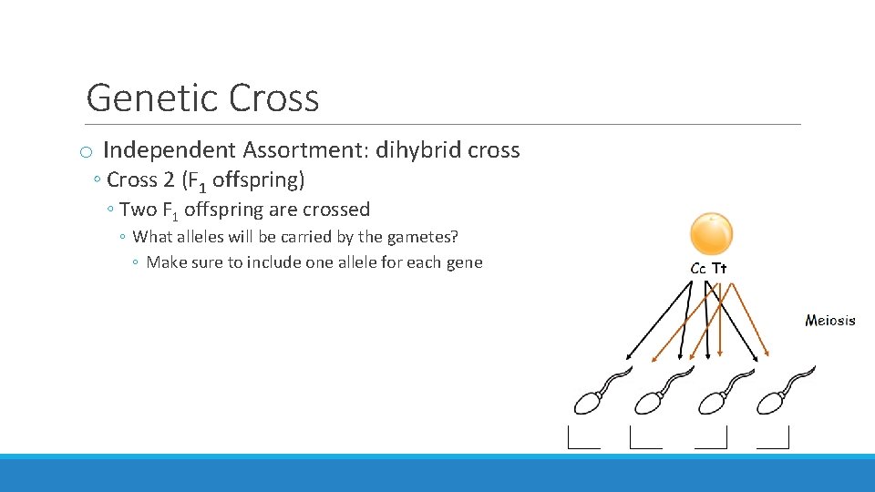 Genetic Cross o Independent Assortment: dihybrid cross ◦ Cross 2 (F 1 offspring) ◦