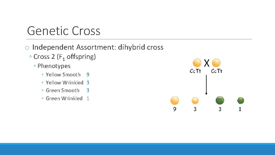 Genetic Cross o Independent Assortment: dihybrid cross ◦ Cross 2 (F 1 offspring) ◦