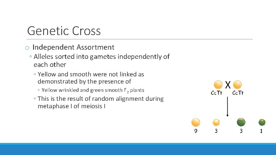 Genetic Cross o Independent Assortment ◦ Alleles sorted into gametes independently of each other