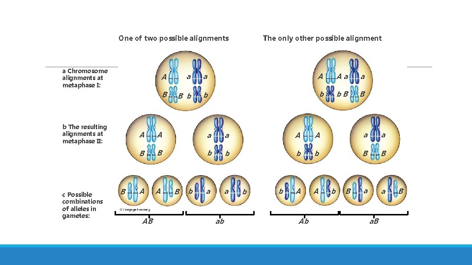 One of two possible alignments a Chromosome alignments at metaphase I: b The resulting