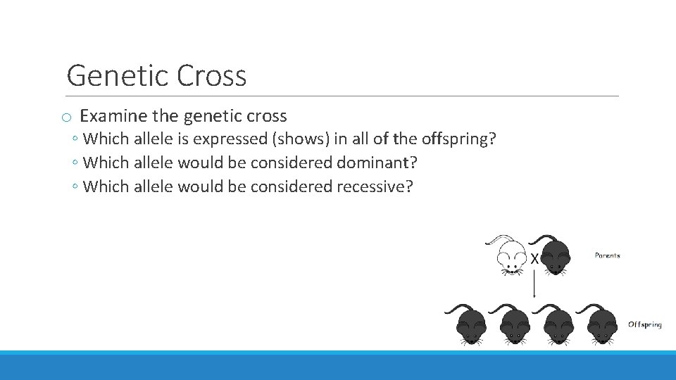 Genetic Cross o Examine the genetic cross ◦ Which allele is expressed (shows) in