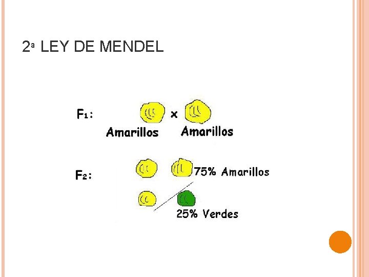 2ª LEY DE MENDEL 