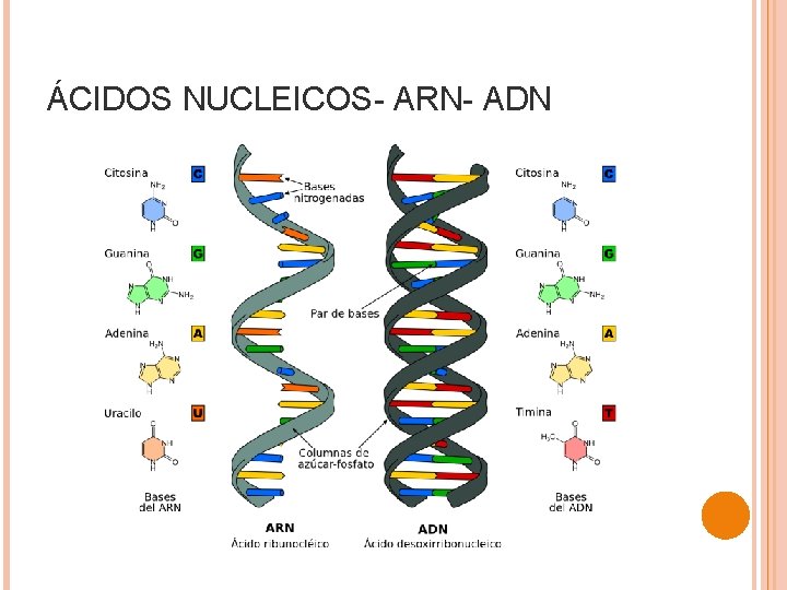 ÁCIDOS NUCLEICOS- ARN- ADN 