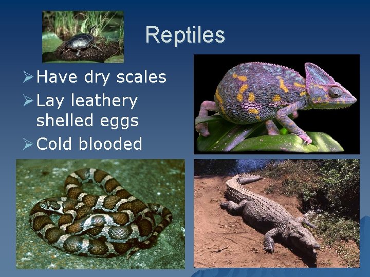 Reptiles Ø Have dry scales Ø Lay leathery shelled eggs Ø Cold blooded 