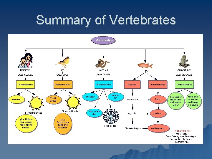 Summary of Vertebrates 