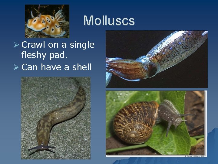 Molluscs Ø Crawl on a single fleshy pad. Ø Can have a shell 