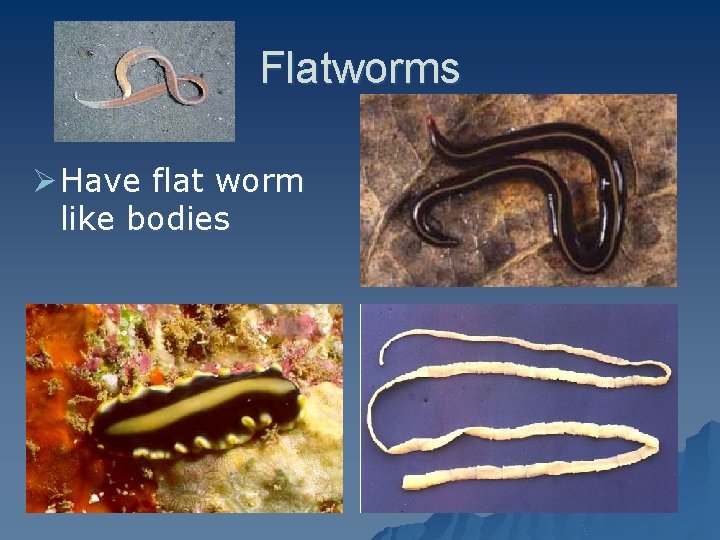 Flatworms Ø Have flat worm like bodies 