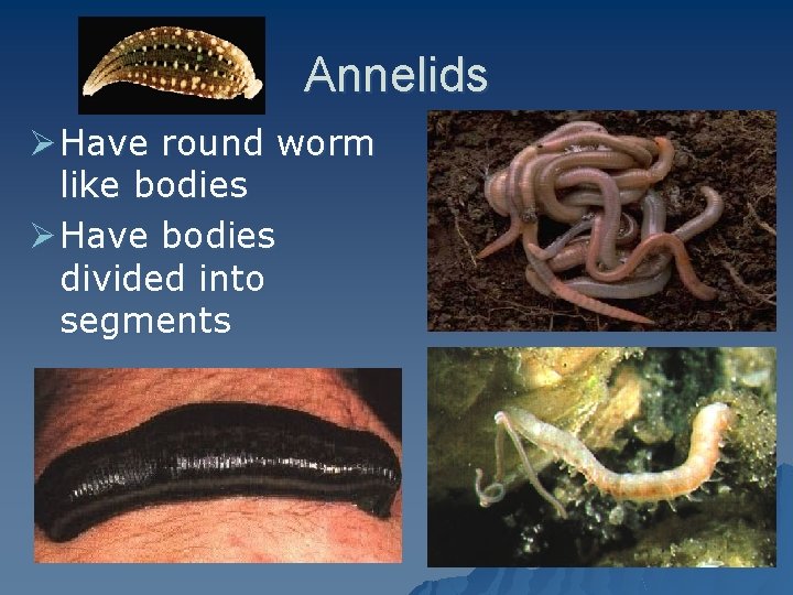 Annelids Ø Have round worm like bodies Ø Have bodies divided into segments 