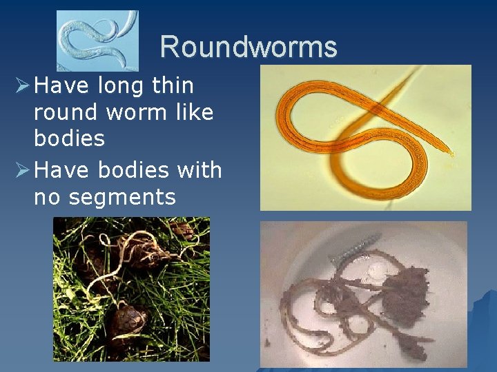 Roundworms Ø Have long thin round worm like bodies Ø Have bodies with no