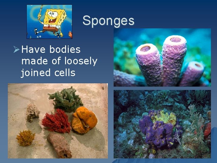 Sponges Ø Have bodies made of loosely joined cells 