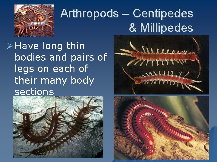 Arthropods – Centipedes & Millipedes Ø Have long thin bodies and pairs of legs