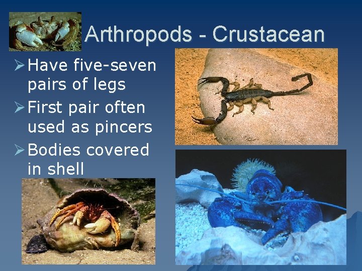 Arthropods - Crustacean Ø Have five-seven pairs of legs Ø First pair often used