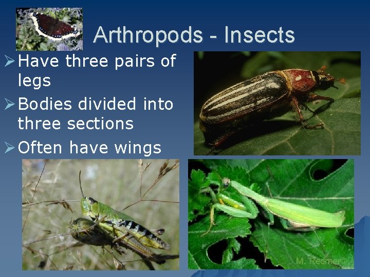 Arthropods - Insects Ø Have three pairs of legs Ø Bodies divided into three