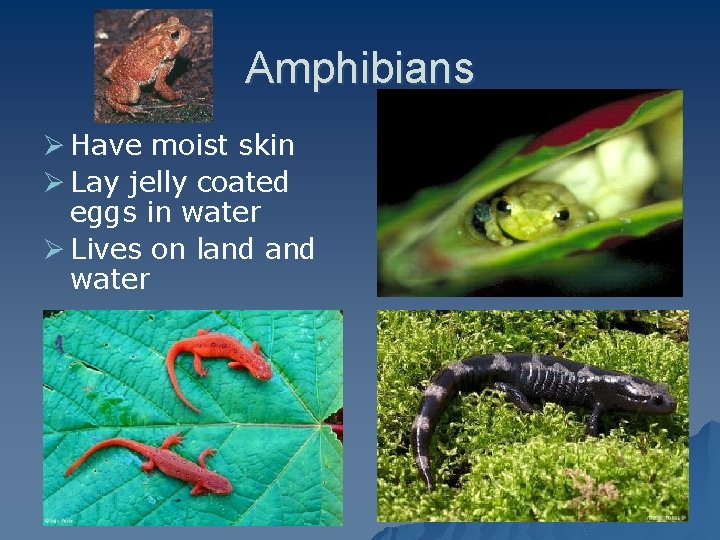 Amphibians Ø Have moist skin Ø Lay jelly coated eggs in water Ø Lives