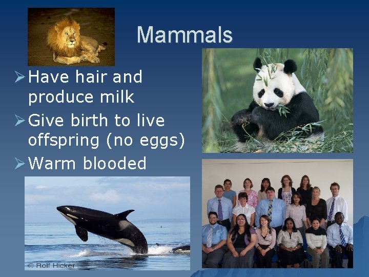 Mammals Ø Have hair and produce milk Ø Give birth to live offspring (no