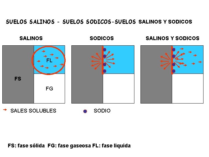 SUELOS SALINOS - SUELOS SODICOS-SUELOS SALINOS Y SODICOS SALINOS SODICOS FL FS FG SALES