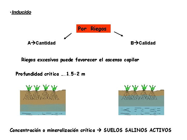  • Inducido Por Riegos A Cantidad B Calidad Riegos excesivos puede favorecer el