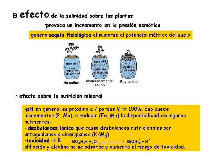 El efecto de la salinidad sobre las plantas • provoca un incremento en la