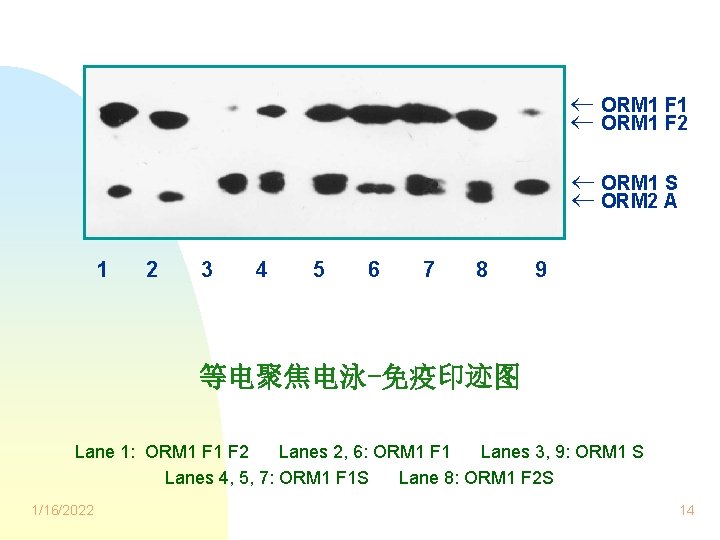  ORM 1 F 1 ORM 1 F 2 ORM 1 S ORM 2