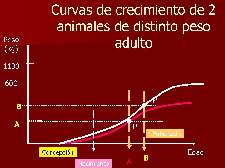 Peso (kg) Curvas de crecimiento de 2 animales de distinto peso adulto 1100 600 Peso (kg) Curvas de crecimiento de 2 animales de distinto peso adulto 1100 600