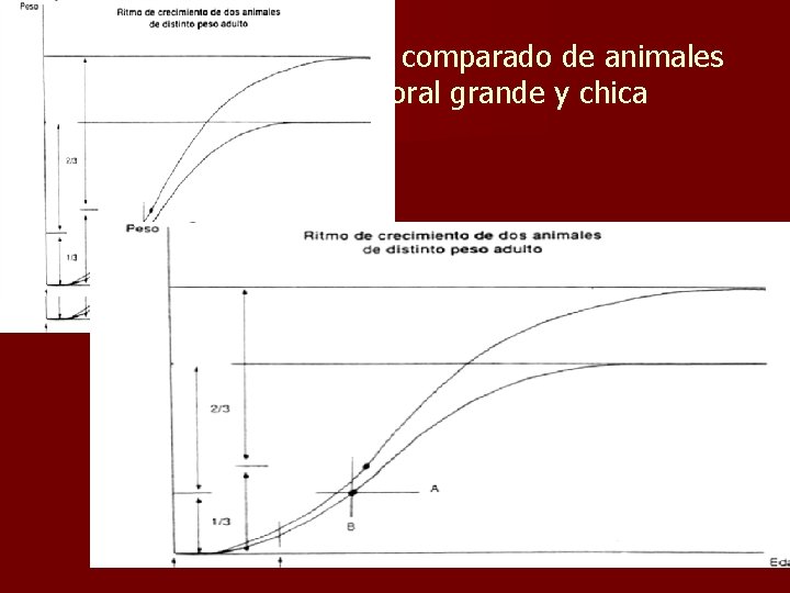 Desarrollo y crecimiento comparado de animales de estructura corporal grande y chica Desarrollo y crecimiento comparado de animales de estructura corporal grande y chica