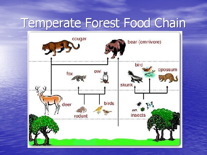 Temperate Forest Food Chain 