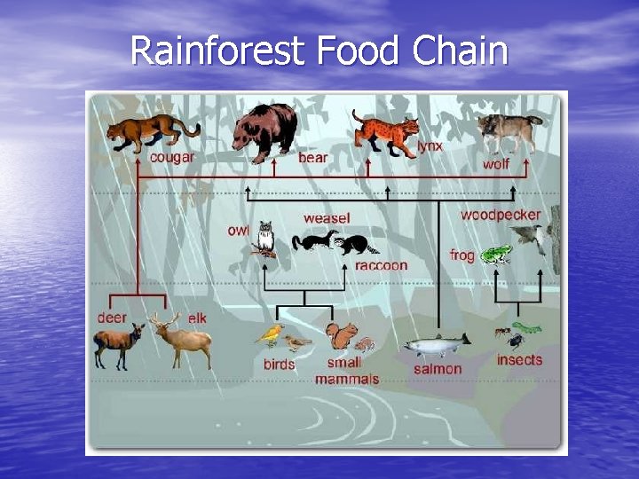 Rainforest Food Chain 
