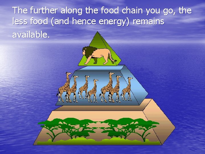 The further along the food chain you go, the less food (and hence energy)