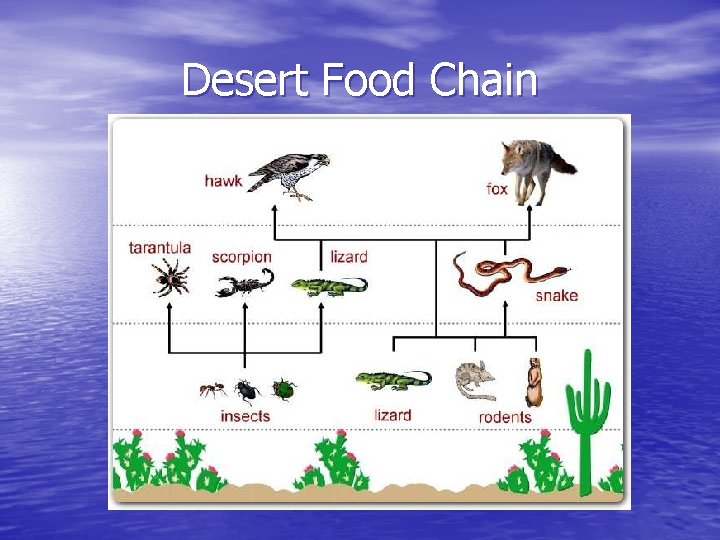 Desert Food Chain 