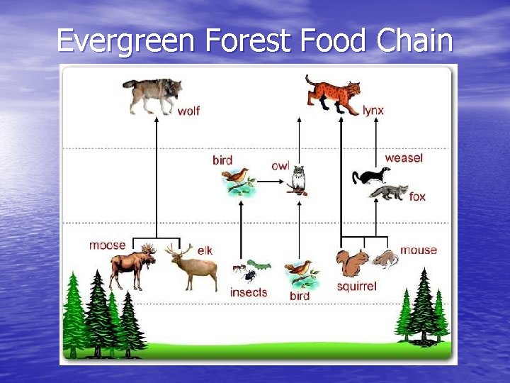 Evergreen Forest Food Chain 