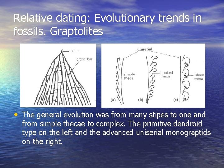 Relative dating: Evolutionary trends in fossils. Graptolites • The general evolution was from many