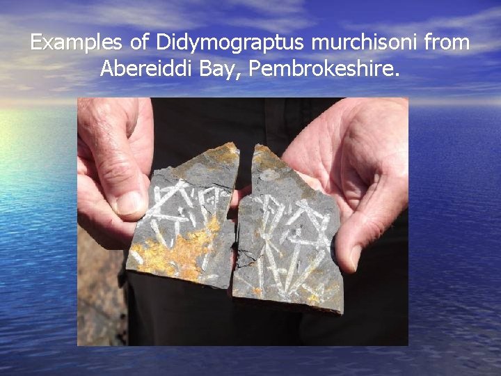 Examples of Didymograptus murchisoni from Abereiddi Bay, Pembrokeshire. 